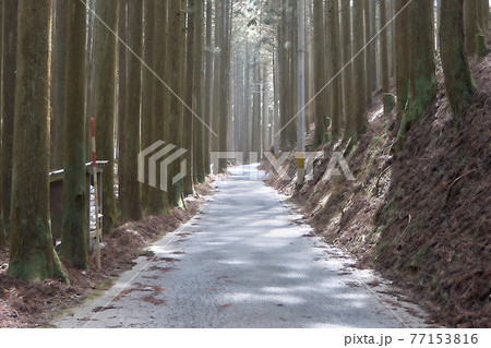 百井峠付近の杉林を走る国道477号・谷あいの木漏れ日でもやる光景 百井峠付近の杉林を走る国道477号・谷あいの木漏れ日でもやる光景 77153816