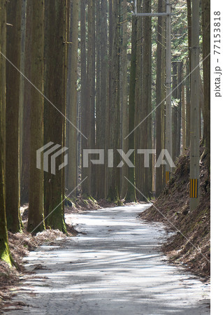 杉林を走る国道477号の百井集落~百井峠・谷あいの木漏れ日でもやる道 杉林を走る国道477号の百井集落~百井峠・谷あいの木漏れ日でもやる道 77153818