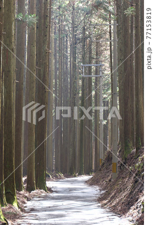 百井峠付近の杉林を走る国道477号・谷あいの木漏れ日でもやる光景 百井峠付近の杉林を走る国道477号・谷あいの木漏れ日でもやる光景 77153819