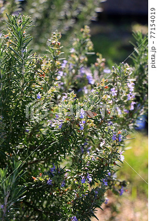紫色の花が満開のローズマリーに魅せられる蝶 紫色の花が満開のローズマリーに魅せられる蝶 77154019