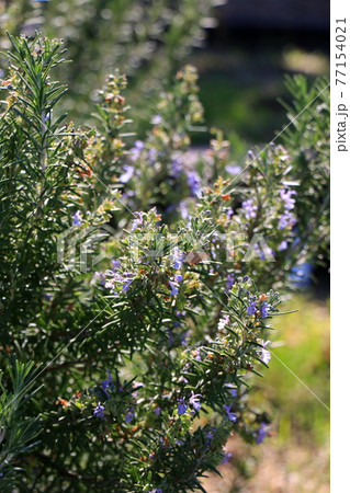 紫色の花が満開のローズマリーに魅せられる蝶 紫色の花が満開のローズマリーに魅せられる蝶 77154021