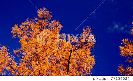 上高地の紅葉 上高地の紅葉 77154024