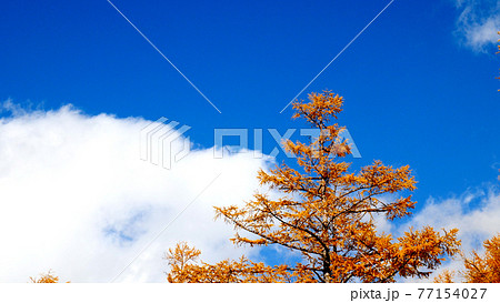 上高地の紅葉 上高地の紅葉 77154027