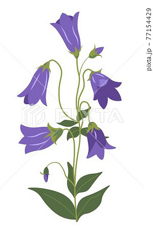 Bellflower plant, Campanula in blossom vector 77154429