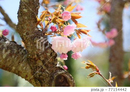 八重桜の花　花笠 77154442