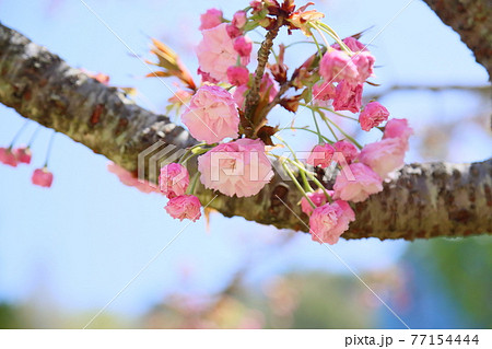 八重桜の花　花笠 77154444