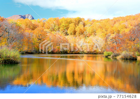 雨飾高原・鎌池の紅葉 雨飾高原・鎌池の紅葉 77154628