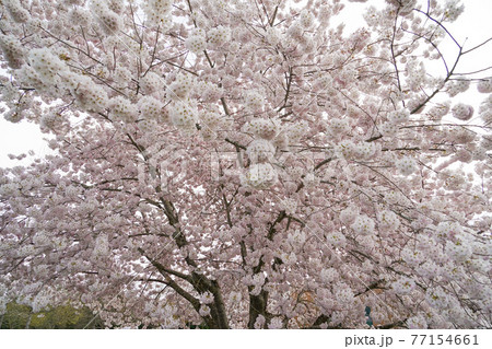 ポートランドの桜 77154661