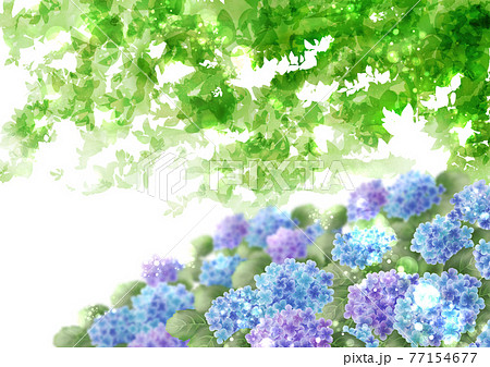 紫陽花と新緑　 77154677