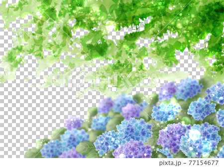 紫陽花と新緑　 77154677