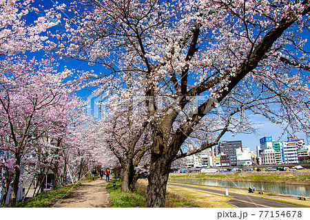 古里の桜並木と市街地 古里の桜並木と市街地 77154678