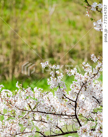春爛漫　満開の桜　新緑を背景に 77154707