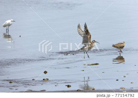 チュウシャクシギ 77154792