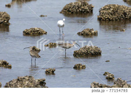 チュウシャクシギ 77154793