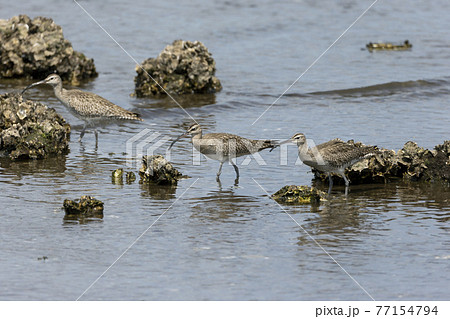 チュウシャクシギ 77154794