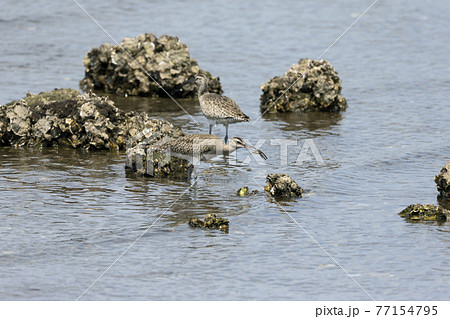 チュウシャクシギ 77154795