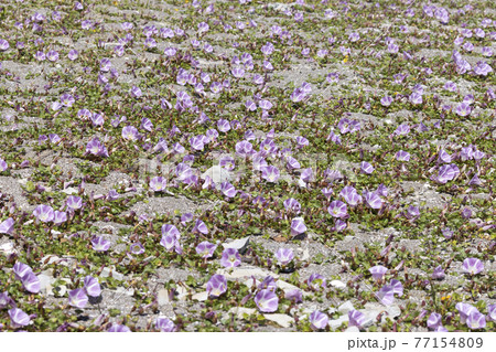 ハマヒルガオ ハマヒルガオ 77154809