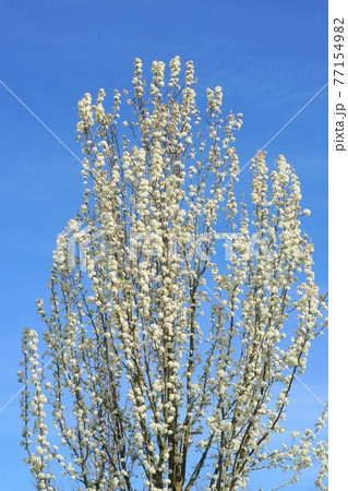 マメナシの花 マメナシの花 77154982
