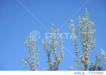 マメナシの花 マメナシの花 77154993