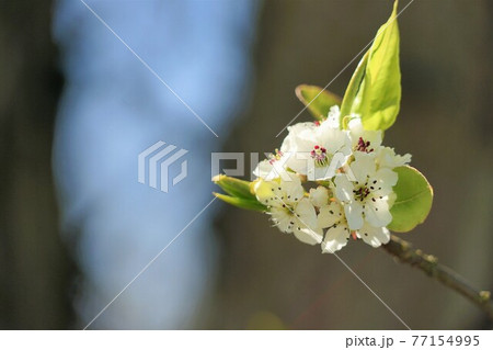 マメナシの花 77154995