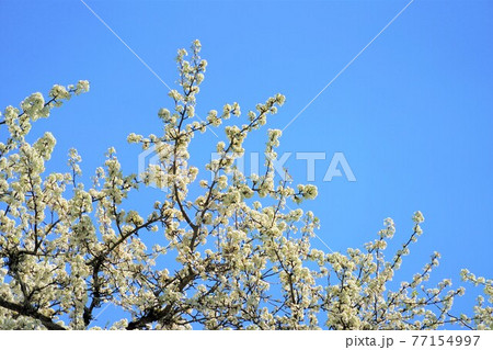 マメナシの花 77154997