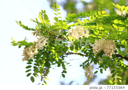 ハリエンジュの花とつぼみ（ニセアカシア） 77155064