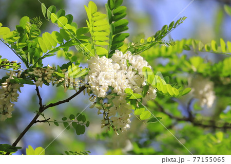 ハリエンジュの花とつぼみ(ニセアカシア) ハリエンジュの花とつぼみ(ニセアカシア) 77155065