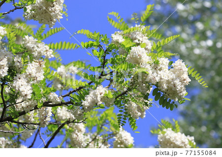 ハリエンジュの花とつぼみ(ニセアカシア) ハリエンジュの花とつぼみ(ニセアカシア) 77155084