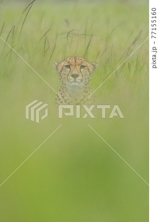 Cheetah sits facing camera in blurred grass 77155160