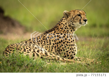 Cheetah lying on grass near termite mound 77155171