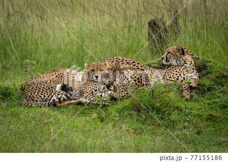 Cheetah lies with two cubs on grass 77155186