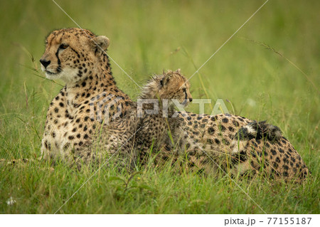 Cheetah lies in rain with wet cub 77155187