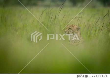 Cheetah sits facing left in blurry grass Cheetah sits facing left in blurry grass 77155191