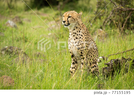 Cheetah sits by log in long grass 77155195