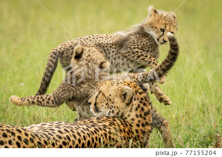 Cheetah lies by two cubs play fighting 77155204