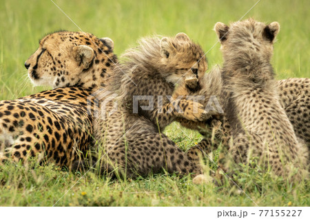 Cheetah lies by three cubs play fighting 77155227