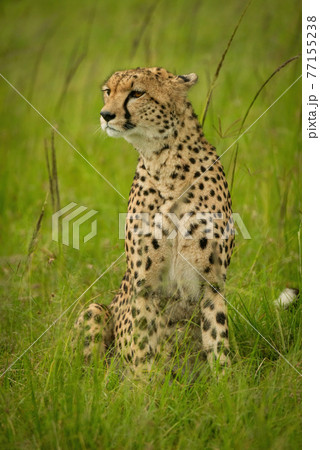 Cheetah sits in tall grass looking left 77155238