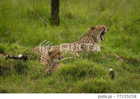Cheetah lies yawning by cub on grass Cheetah lies yawning by cub on grass 77155258