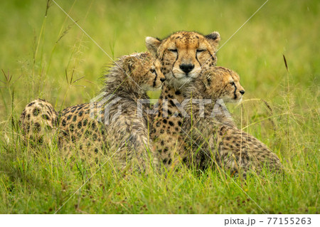 Cheetah lies with two cubs in rain 77155263