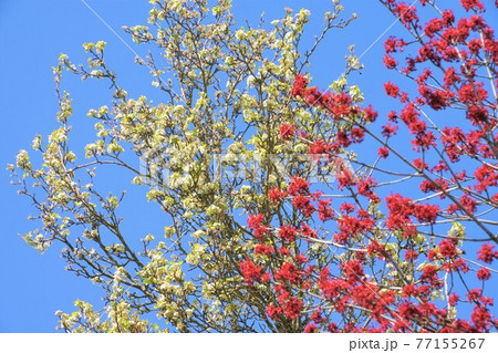 ポートランドの赤と白の花 77155267