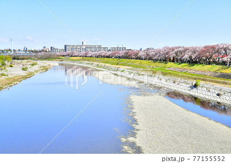 睦橋/多摩川より上流方面を望む(東京都福生市)【2020.4】 睦橋/多摩川より上流方面を望む(東京都福生市)【2020.4】 77155552