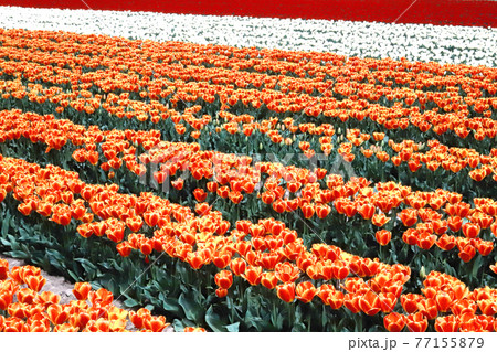 チューリップ畑 77155879