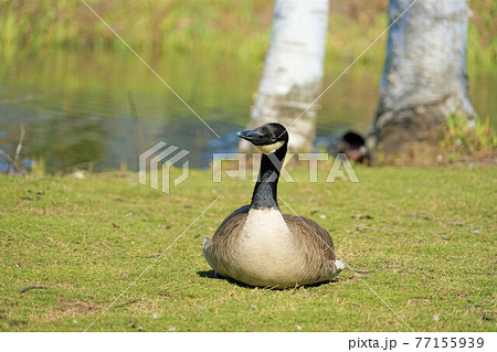 カナダガン 77155939