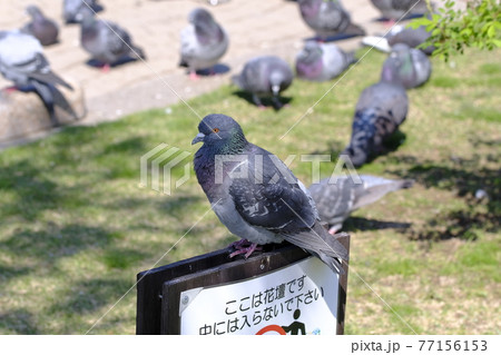 鳩と立入禁止標識 鳩と立入禁止標識 77156153
