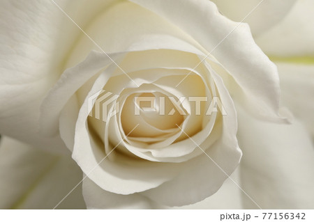 白い薔薇のアップ 77156342