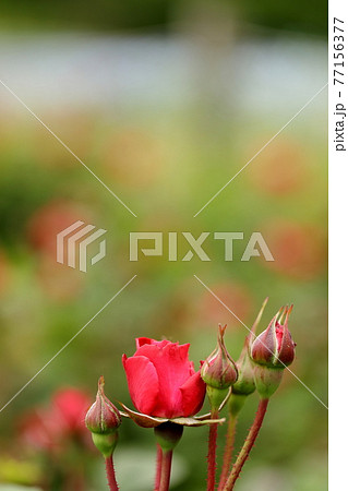 赤い薔薇　 77156377