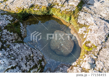 ヤクスギランド　つつじ河原 77156455