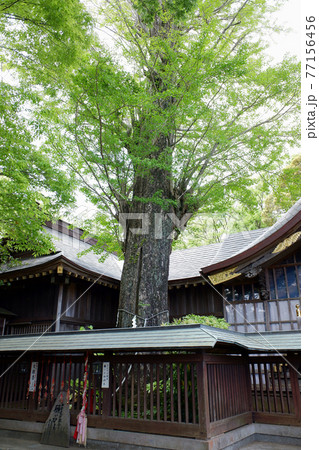 千葉県佐倉市　麻賀多神社の大銀杏 77156456