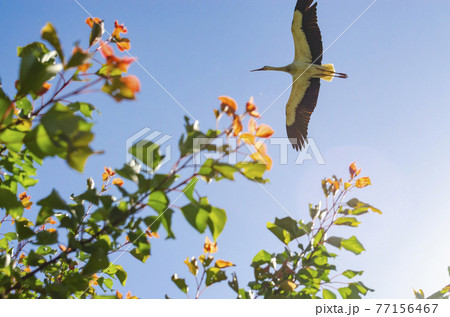 White Stork overhead. A magnificent white stork shows the finery of its plumage as it passes overhead in the sky on background of the sun. 77156467