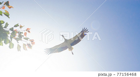 White Stork overhead. A magnificent white stork shows the finery of its plumage as it passes overhead in the sky on background of the sun. 77156468